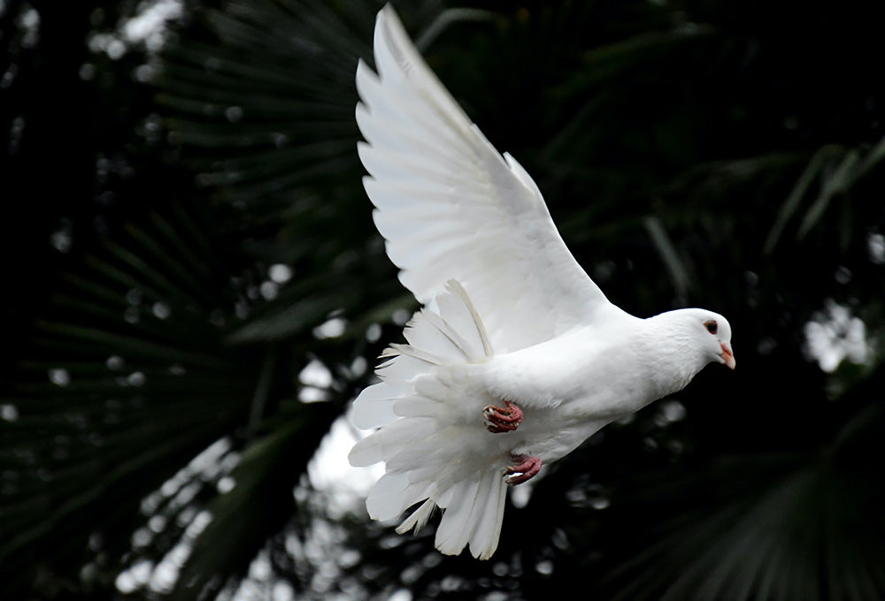 White dove representing The Holy Spirit and guide