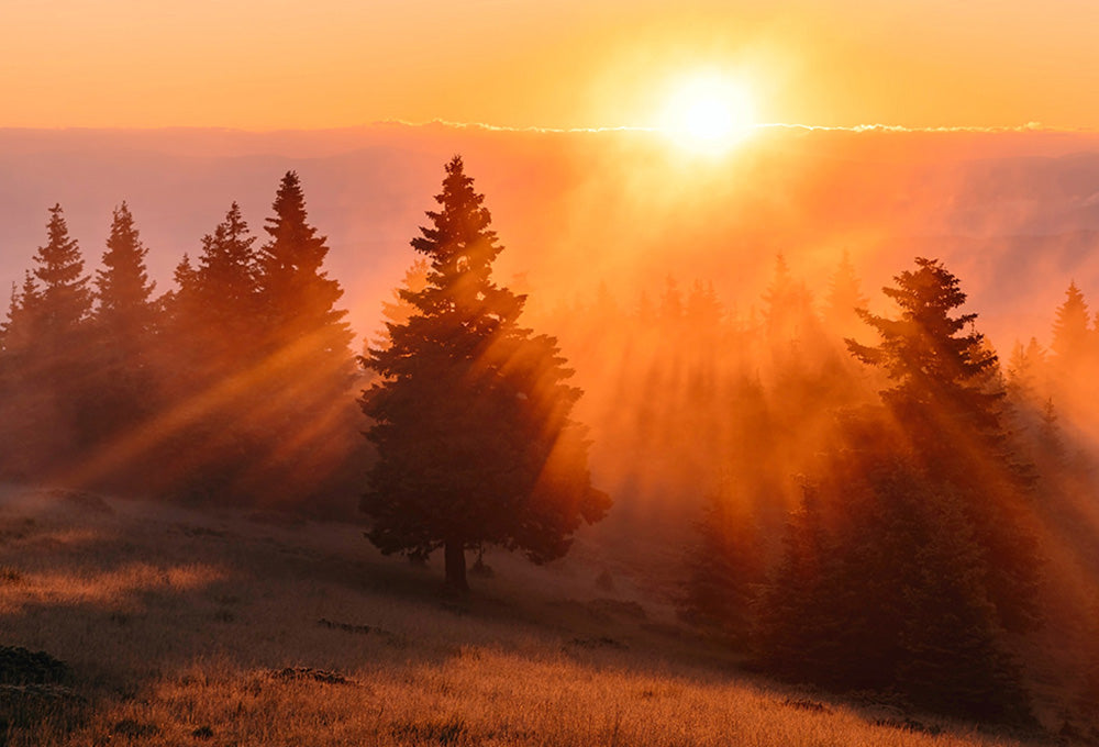 morning sun breaking through forest representing the Lord's rescue