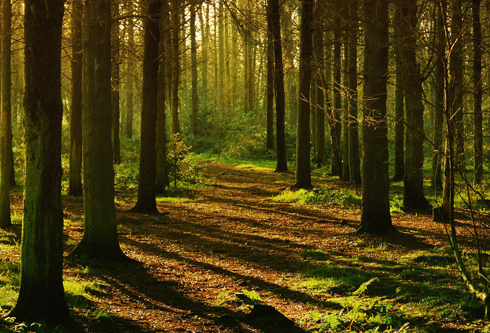 Path through trees in the woods - Daily Devotional on God’s Comfort and Help