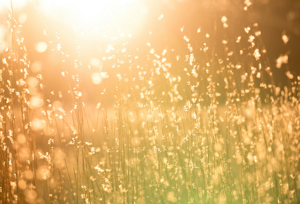 A field of wildflowers in the sunlight