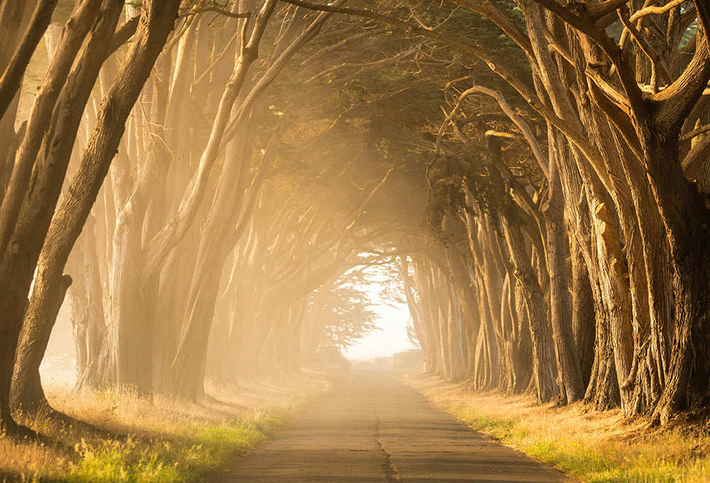 A Path covered by an archway of trees. Sunshine pours in from the side illuminating the pathway ahead.