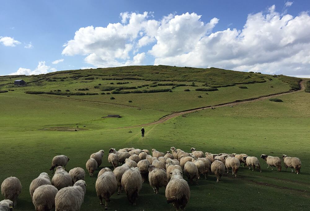 sheep following shepherd peaceful field