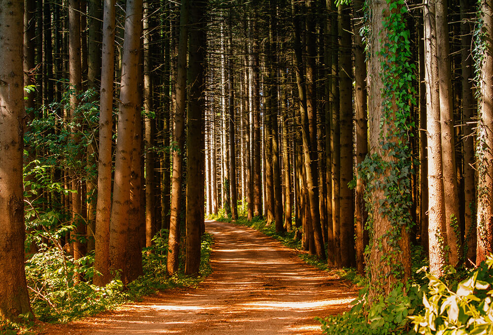 sunlight through trees peaceful nature walk joyful calm moment