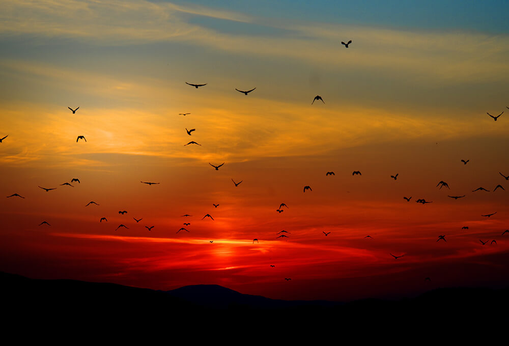 birds flying into the sunset over a mountain