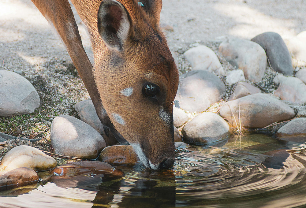Deer gently drinking from a stream