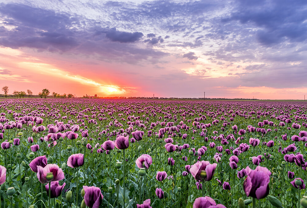 Field of purple flowers with a colorful orange sunset 