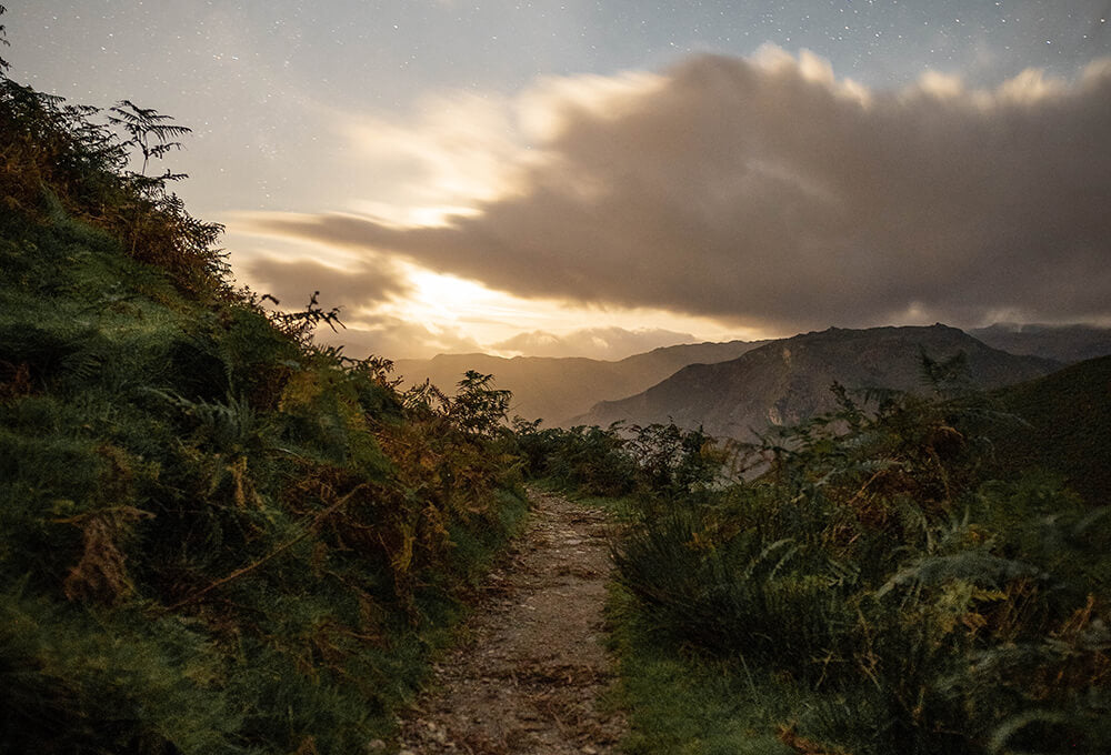 Walking on a Forest Path with Sunrise Ahead