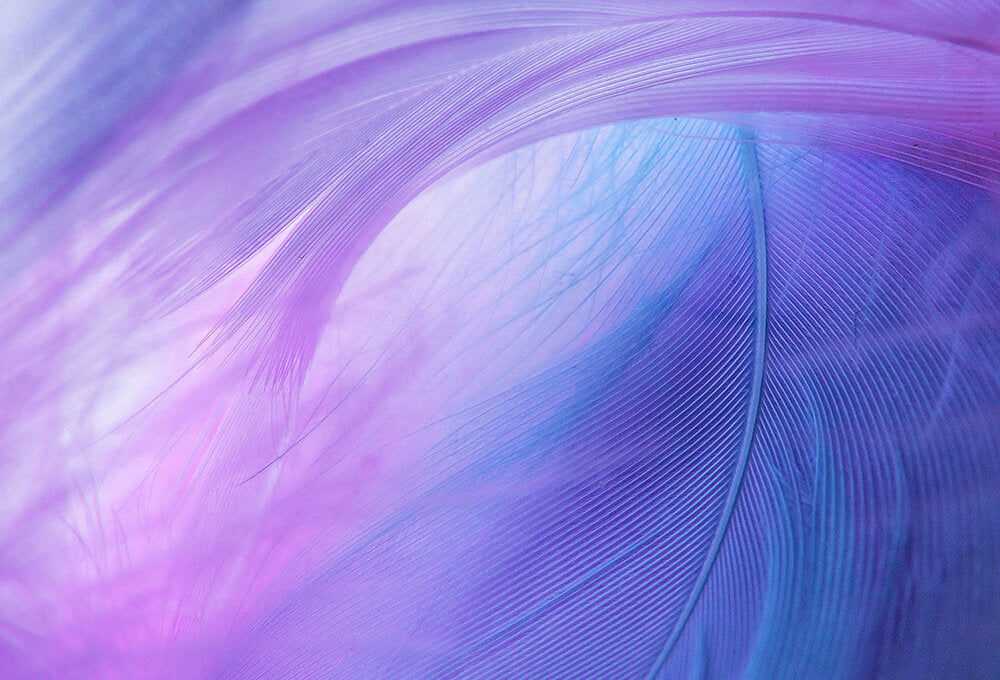 Under a feathered wing symbolizing resting in God’s protection