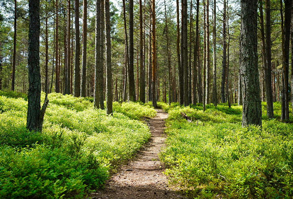 Scenic pathway in a lush green spring forest