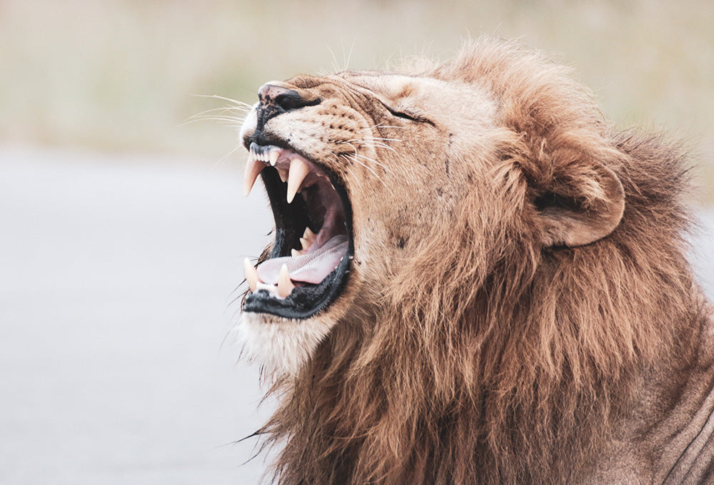 Ferocious lion roaring representing staying alert and firm