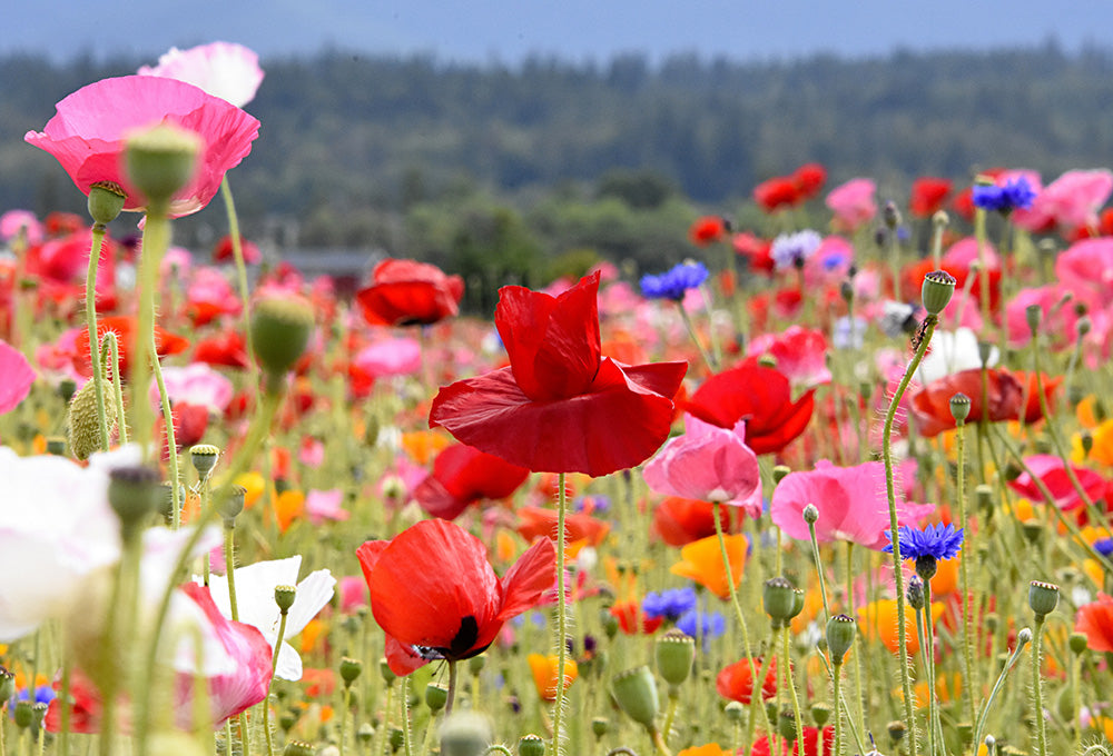 Field covered in beautiful colorful flowers