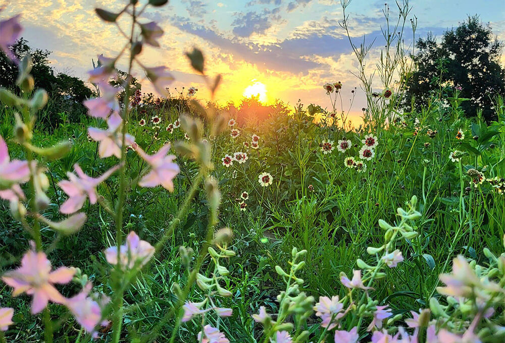 Field of beautiful wildflowers