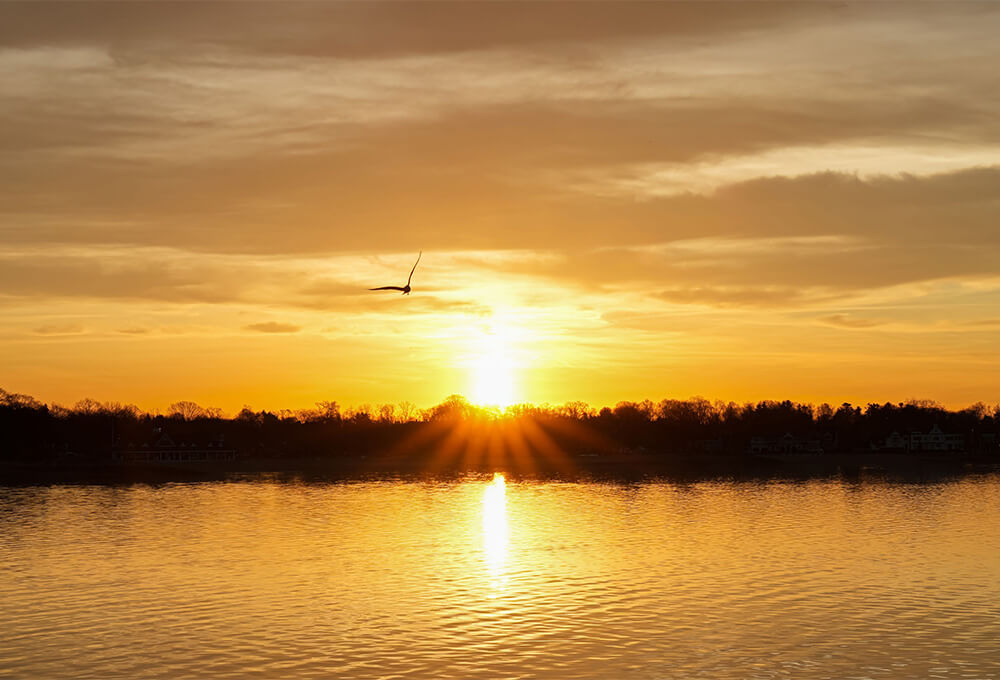 Daily Devotional • Psalm 63:7 • Safe in the Shadow of His Wings