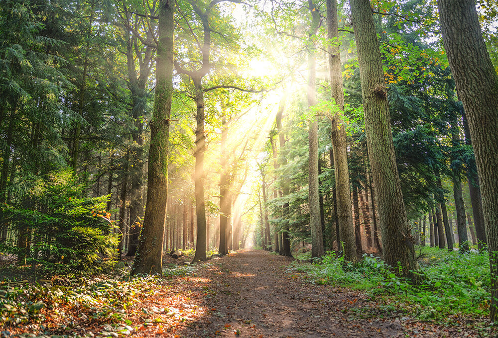 Daily Devotional • Deuteronomy 31:6 • You Are Not Alone