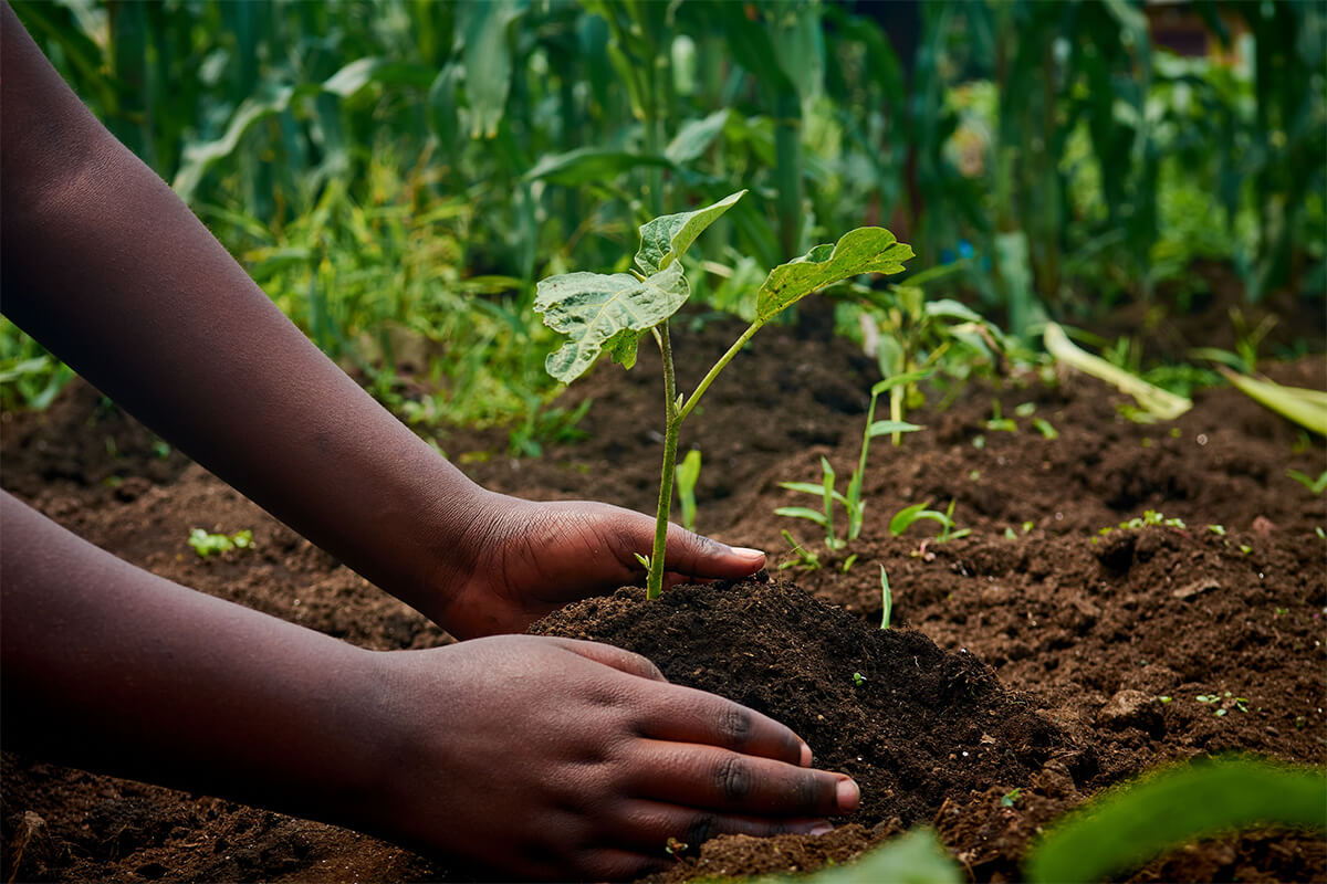 Hands planting small green seedlings in soil, a reminder to keep doing good and trust God's timing.
