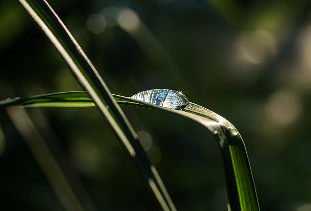 New green growth in morning light symbolizing renewed hope