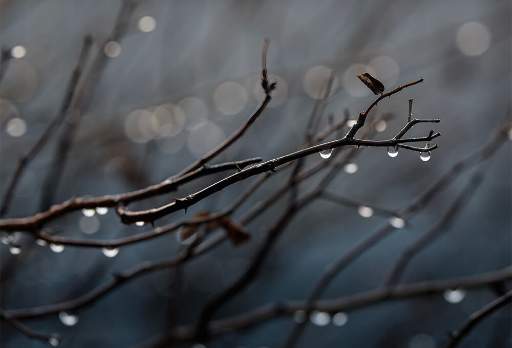 Bare tree branches against a soft winter sky