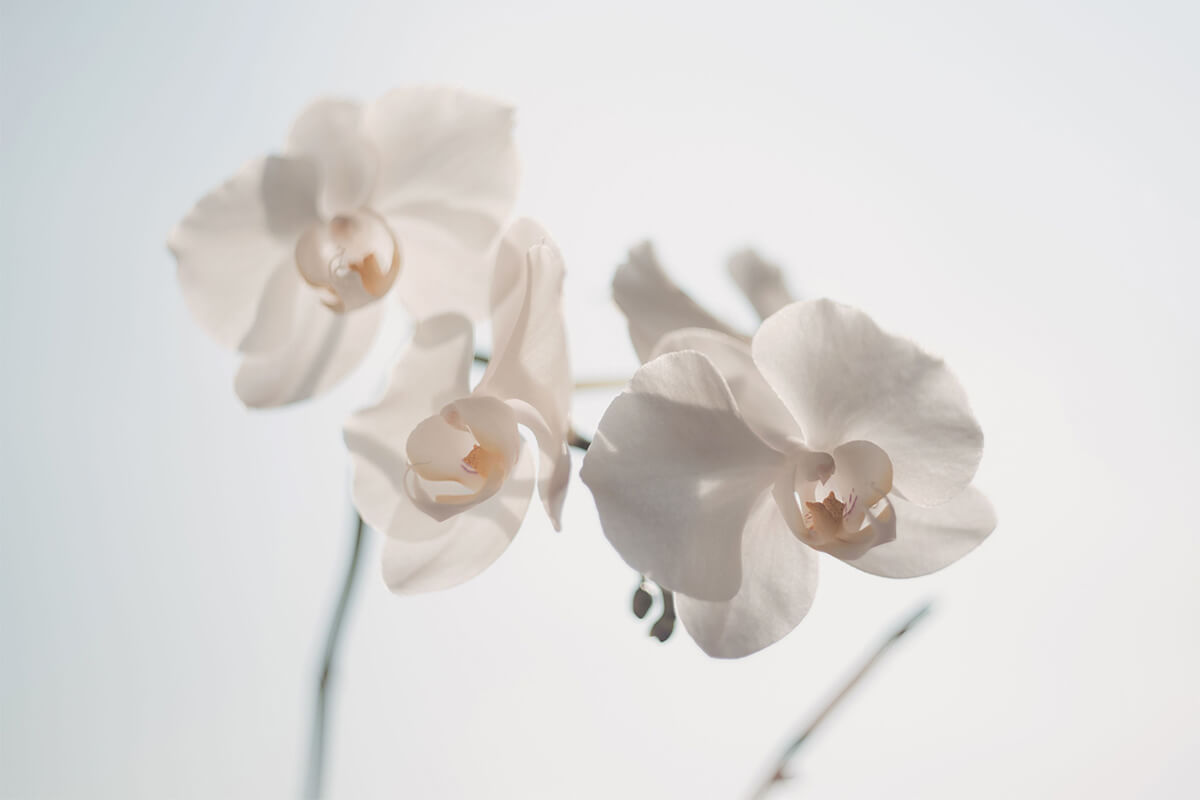 White delicate flowers 