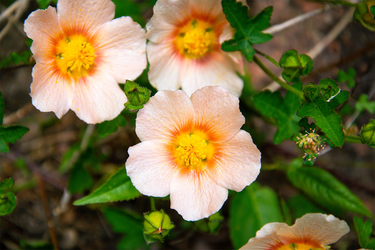 Delicate flowers blooming in a sunlit garden, representing the beautiful qualities cultivated by the Holy Spirit.