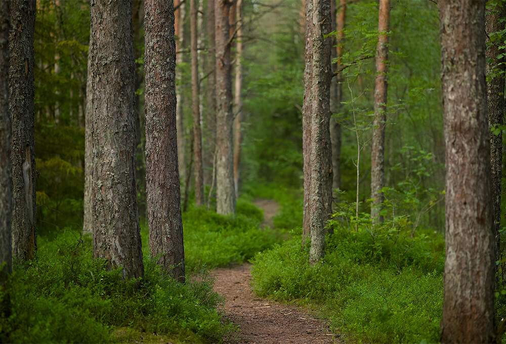 Winding forest path 