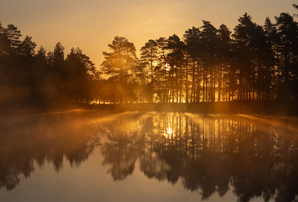 Misty Lake with tree's reflection