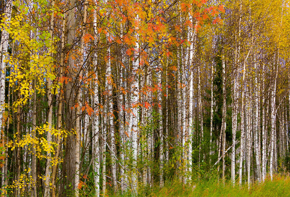 Soft seasonal landscape with changing leaves