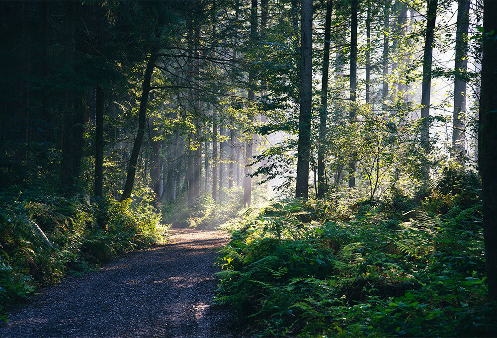 A peaceful forest trail in the early morning