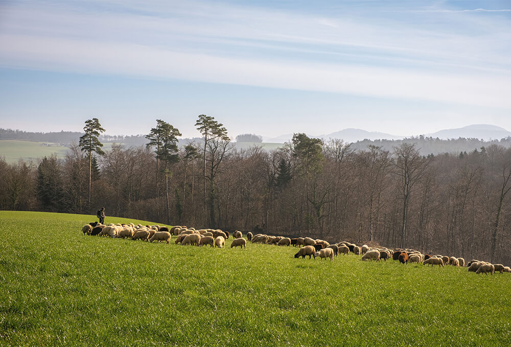 Flock of sheep gathered in a meadow representing belonging and protection