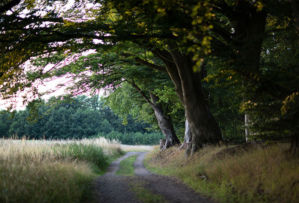 Quiet nature path representing rest and a slower pace