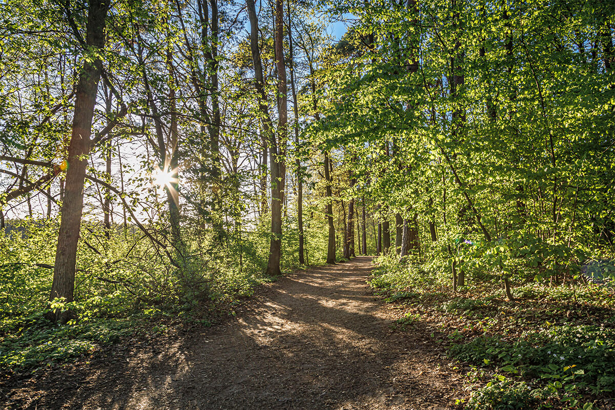 Sunlight shining through trees along a peaceful path, a reminder of God’s grace and strength.