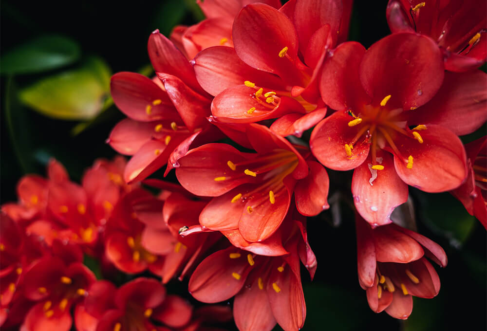 Red Flowers in Bloom