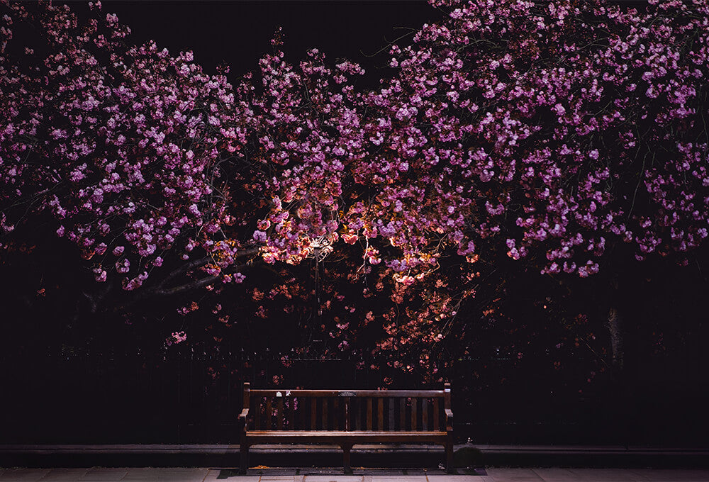 Quiet garden at night representing Jesus’ loneliness and prayer in Gethsemane