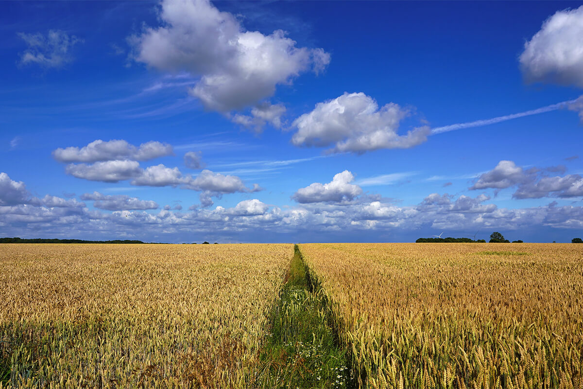 Peaceful field path bordered by growing green plants, representing the daily choices that shape our direction.